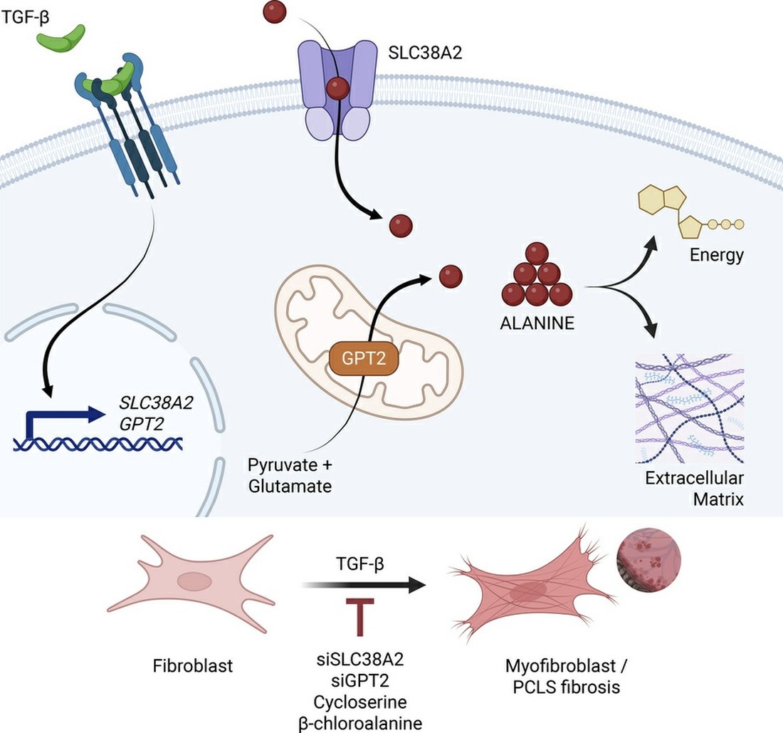 Schematic showing TGF-β inducing SLC38A2 and GPT2 expression, alanine entering the cell through SLC38A2 and being synthesized from pyruvate and glutamate by GPT2, and alanine supporting energy production and extracellular matrix synthesis during myofibroblast differentiation.